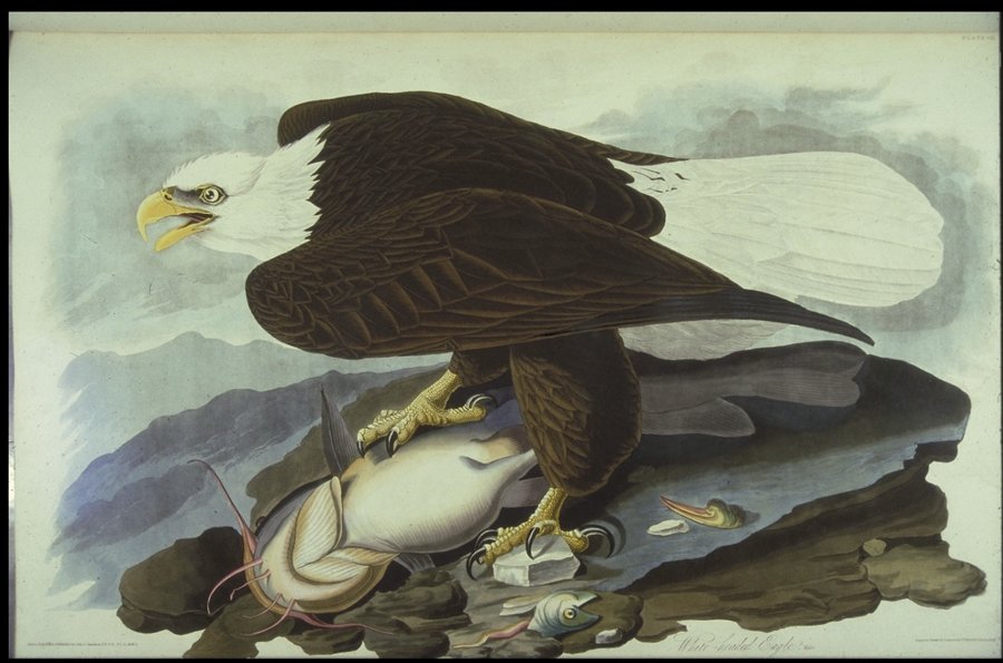 Rycina Audubona: bielik amerykański, 1827.